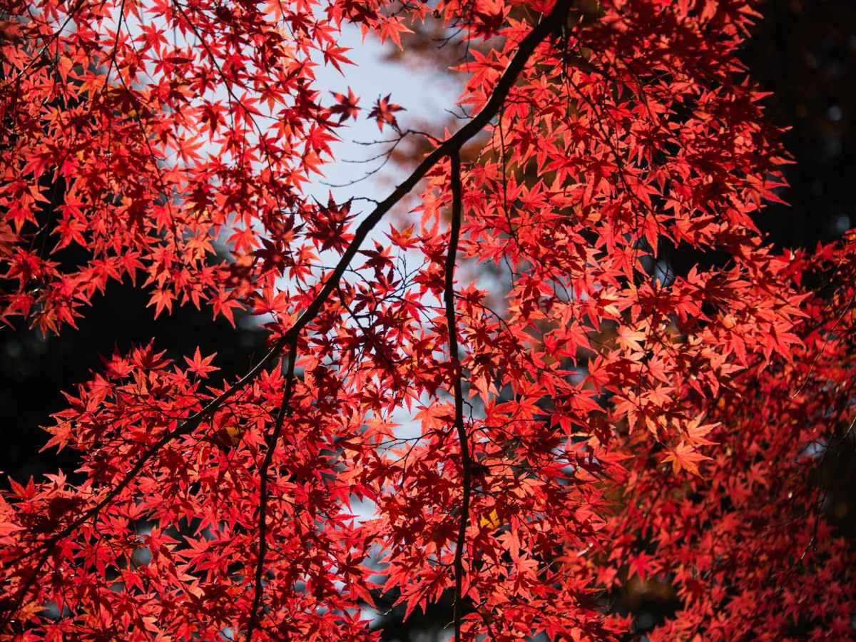 Reflections on Anger